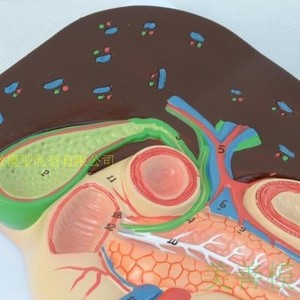 Modelo transversal del hígado, vesícula biliar, páncreas y duodeno; anatomía del hígado; hígado, páncreas y duodeno; digestivo - Product Image 2