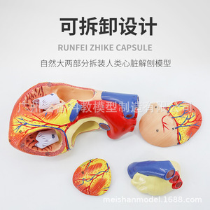 Modèle d'anatomie du cœur humain, échantillon de cœur à ultrasons Doppler couleur, modèle de cœur, modèle de structure cardiaque, agrandi 2 fois. - Product Image 5