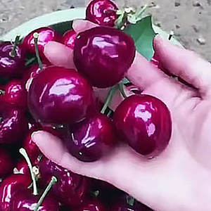 Origine des cerises, plantes de cerises multi-types, pour intérieur et extérieur, décoration de jardin et de cour - Product Image 5