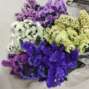 ดอกไม้แห้งไมโอโซติส ซิลวาติกา สีขาว ชมพู ม่วง ขายส่ง สำหรับงานแต่งงาน ตกแต่งบ้าน-ดอกไม้แห้งธรรมชาติ - Product Image 2