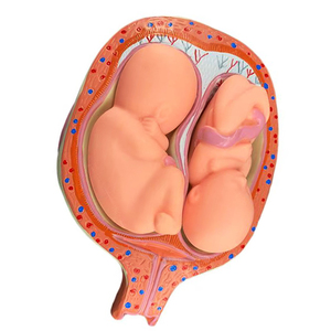 Modelo anatómico <span class=keywords><strong>del</strong></span> proceso de <span class=keywords><strong>desarrollo</strong></span> embrionario humano de 8 piezas - Product Image 5