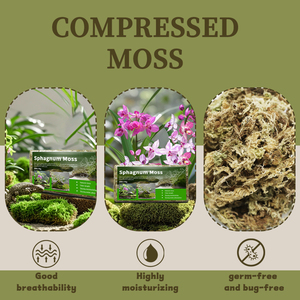 Mousse de sphaigne comprimée de haute qualité pour la croissance <span class=keywords><strong>des</strong></span> plantes de substrat de reptile et le jardinage 100g 200g 500g1kg 5kg10kg - Product Image 5