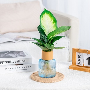 Vase à fleurs hydroponique en verre d'imitation en <span class=keywords><strong>plastique</strong></span> Transparent résine d'aromathérapie <span class=keywords><strong>Pot</strong></span> de couleur d'affichage des racines de table plante verte petite - Product Image 2