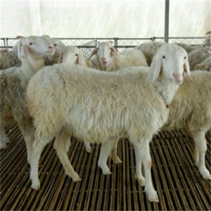 Hoàn toàn tự động và hiệu quả cao lợn dê cừu Máy tẩy lông thiết bị giết mổ - Product Image 2