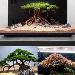 Drijfhout Braziliaanse boomstronk Thailand tak vislandschap speciaal voor kleine aquariumdecoratie woonkamer China OPp-9 - Product Image 4