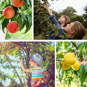 Poteau télescopique en acier inoxydable personnalisable OEM tige d'extension longue manuelle <span class=keywords><strong>de</strong></span> qualité industrielle pour cueilleur <span class=keywords><strong>de</strong></span> fruits - Product Image 6