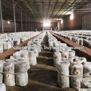 Vente en gros d'herbes saines de crinière de lions de qualité supérieure séchées de 5 à 8cm Champignon intelligent pour la culture biologique naturelle du thé et du café gommeux - Product Image 5