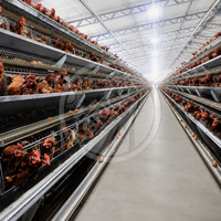 Système de cages automatiques pour poules pondeuses en acier galvanisé à chaud, type A, pour ferme avicole de 1000 à 10 000 oiseaux