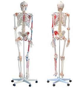 S-101A Скелет высотой 180 см с мышцами и связками для тренировок - Product Image 6