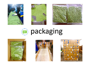 Cạnh Tranh đông lạnh đậu Hà Lan giá chất lượng đông lạnh đậu xanh đáng tin cậy Nhà cung cấp cho đông lạnh đậu khô nhập khẩu - Product Image 5