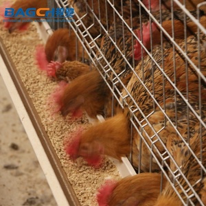 Katmanlar tavuk çiftlikleri için sıcak satış otomatik tavuk kafesi - Product Image 3