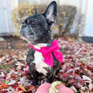 Collar <span class=keywords><strong>para</strong></span> Perro NIBAO con Lindo Lazo de Marinero Rojo Rosa, Collares Ajustables con Lazo <span class=keywords><strong>para</strong></span> Cachorros <span class=keywords><strong>Machos</strong></span> y Hembras - Product Image 3