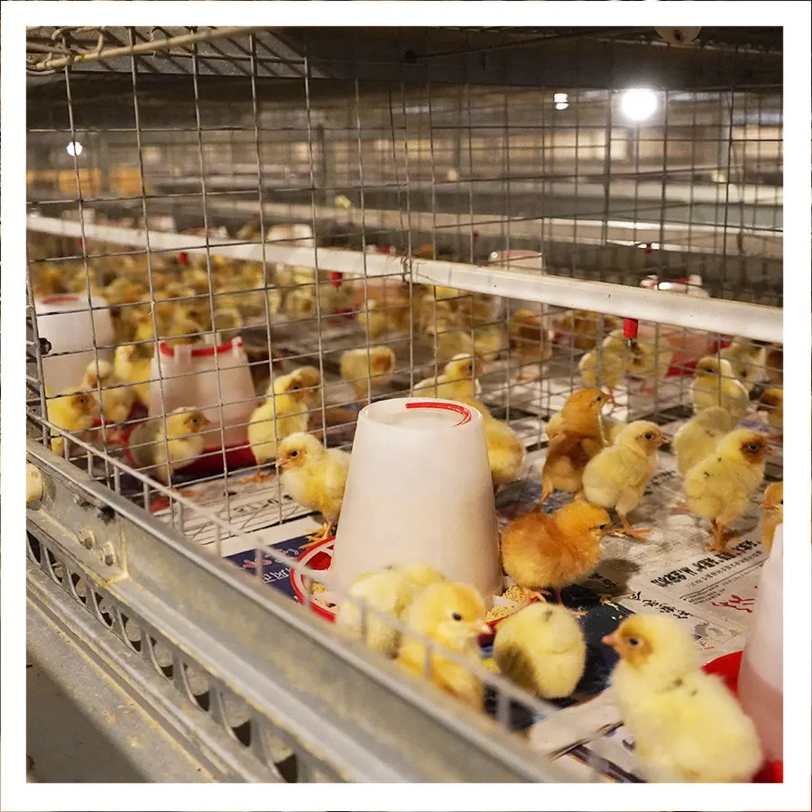 Hot Dip Peralatan Unggas Sangkar Lapisan Galvanis untuk Anak Ayam Satu Hari