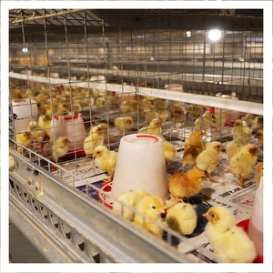 Hot Dip Galvanized Layer Cage Poultry Equipment For One Day Old Chick