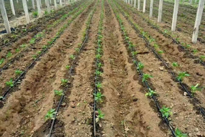 Kits de sistema de riego por goteo agrícola de 16mm para riego de invernadero de jardín de plástico PE de 2 hectáreas - Product Image 4