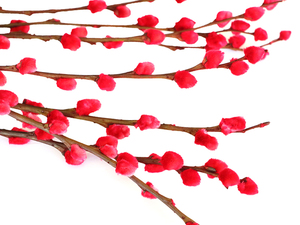 Fornitura di Fabbrica di Fiori di Salice Argentato Preservati per Decorazioni Natalizie, del Ringraziamento e del Capodanno Cinese - Product Image 4