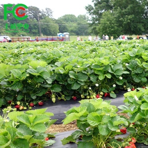 Paillis plastique organique, couverture de sol pour l'agriculture de jardin, film anti-mauvaises herbes, paillis pour le contrôle des mauvaises herbes, couverture de sol anti-herbe - Product Image 2