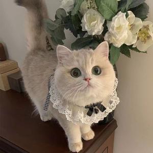 <span class=keywords><strong>Collar</strong></span> lindo gato fresa con campana al por mayor <span class=keywords><strong>Collar</strong></span> para mascotas babero Bandana <span class=keywords><strong>Collar</strong></span> para perro mascota - Product Image 3