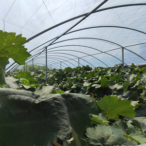 Invernadero tipo túnel Caterpillar <span class=keywords><strong>de</strong></span> gran tamaño, <span class=keywords><strong>de</strong></span> una sola capa, con película plástica, para protección contra la lluvia, ideal para el cultivo <span class=keywords><strong>de</strong></span> uvas. - Product Image 1