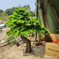 Árbol de Pino Artificial de Plástico, Planta Verde de Simulación de Arce, Nueva Decoración Interior China, Embellecimiento de Patio, Personalizable para Fotografía