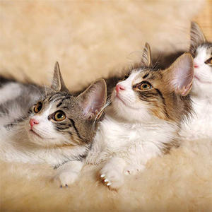 Protetores de Unhas para Gatos Anti-Risco, Capas Macias para Garras de Gato, Controle de Patas, Capas Coloridas para Cuidado das Unhas de Gato com Cola - Product Image 6