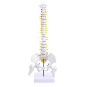 Gelsonlab HSBM-371 45Cm Verwijderbare Flexibele Menselijk Wervelkolom Model Met Bekken En Dijbeen Heads Voor Skelet Anatomie Studie Onderwijs