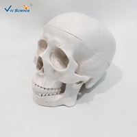 Modelo de Cráneo Desmontable de 3 Piezas que Muestra la Estructura Craneal Interna para la Enseñanza Médica y de Biología CE/ISO/ROHS/CNAS