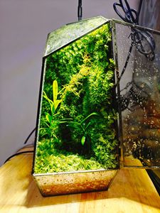 EG-V036 préservé <span class=keywords><strong>mousse</strong></span> Eco naturel vert mur Art peinture cadre plantes vivantes <span class=keywords><strong>mousse</strong></span> décoration de Table Terrarium plantes et <span class=keywords><strong>mousse</strong></span> - Product Image 5