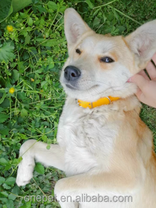 Kerah anjing PU huruf berlian dekorasi renda gaya lucu sederhana Aksesori hewan peliharaan kerah fitur hewan nilon - Product Image 6