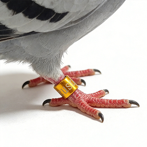 Homing <strong>Pigeon</strong> <strong>Rings</strong> Custom Size Color <strong>Pigeons</strong> <strong>Metal</strong> <strong>Foot</strong> Number <strong>Ring</strong> Leg <strong>Foot</strong> Bands Dove <strong>Pigeon</strong> Aluminium Bird <strong>Rings</strong> for - Product Image 6