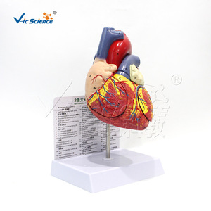 Modèle d'anatomie du cœur humain à grossissement 2x Vic Education, modèle médical d'anatomie du cœur humain à grossissement - Product Image 3