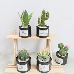 Plante décorative artificielle de fleur artificielle succulente de petit <span class=keywords><strong>cactus</strong></span> avec le VP-HL007 de pot - Product Image 2