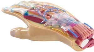 Prototipos profesionales médicos a todo color personalizados <span class=keywords><strong>para</strong></span> prototipos de servicio de impresión 3D - Product Image 4