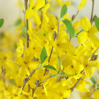 Zarte Blume Zweig Desktop Dekor Faux künstliche Pflanze künstliche Lorbeer Blume Zweige