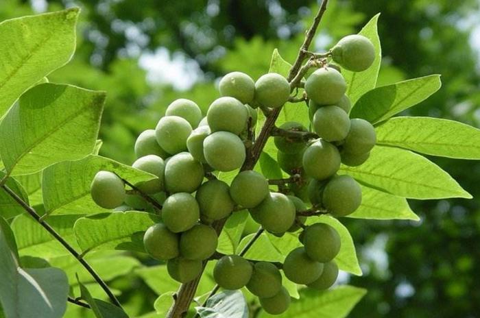 植物皂甙mukorossi水果肥皂浆果提取物肥皂坚果浆果批发皂角粉 - buy