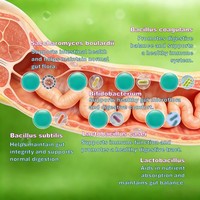 6 souches de capsules de probiotiques pour chiens et chats - Équilibre de la flore intestinale, soutien immunitaire, santé de l'estomac et des intestins, supplément de vitamines à action rapide