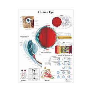 Ensemble d'affiches sur toile d'anatomie humaine - Cartes du cœur, du squelette et des organes musculaires pour l'enseignement et la démonstration en classe, à l'hôpital et en milieu médical - Product Image 4