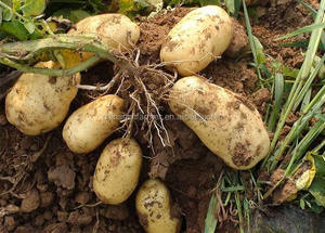 Patate Fresche Raccolte del Nuovo Raccolto 2023, Patate Olandesi - Product Image 5