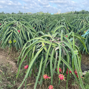 Elaborado por Tropics, fruta de dragón cosechada para paladares globales - Product Image 1