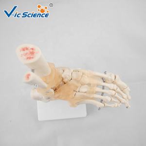Modelo de Esqueleto <span class=keywords><strong>Humano</strong></span> de Tamaño Real <span class=keywords><strong>con</strong></span> Articulación del Pie y Ligamentos, Modelo de Esqueleto <span class=keywords><strong>Humano</strong></span> - Product Image 3