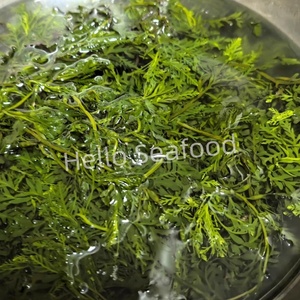 Precio al por mayor Salado Sargassum Algas Saludables Océano Vegetales Delicadeza - Product Image 2