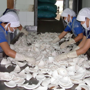 เนื้อมะพร้าวแช่แข็งคุณภาพสูง: สีขาวบริสุทธิ์เป็นของหวานจากธรรมชาติส่งออกจากผู้จำหน่ายชั้นนำของเวียดนามสำหรับตลาดทั่วโลก - Product Image 1