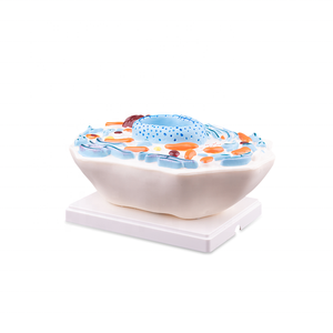 Modello di <span class=keywords><strong>cellula</strong></span> animale 3d resistente in plastica per attrezzature educative - Product Image 1