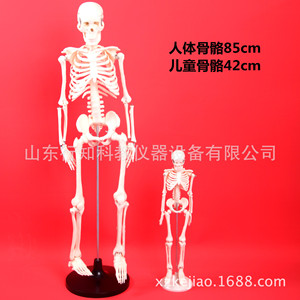 Modèle squelettique pour enfants de 42 cm à des fins pédagogiques - Fabricant d'instruments et de modèles pédagogiques - Product Image 1