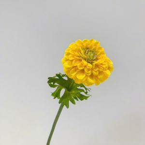Fiore Artificiale di Calendula a Ramo Singolo, Zinnia, Crisantemo per Decorazioni Matrimoniali, Casa, Giorno dei Morti, Composizioni Floreali - Product Image 3