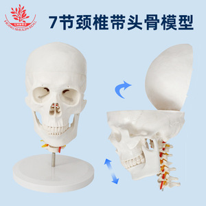 FRT023, un modèle de crâne cervical à 7 segments, présente un crâne adulte en PVC avec structures neurovasculaires, occipitales. - Product Image 3