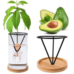 Nuevo Recipiente Transparente para Cultivo <span class=keywords><strong>de</strong></span> Semillas <span class=keywords><strong>de</strong></span> Aguacate, Soporte Triangular Metálico para Cultivo Hidropónico - Product Image 4
