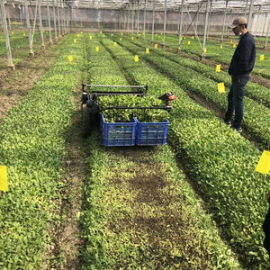 <span class=keywords><strong>Convolvulus</strong></span> cosechadora espinacas cosechadora y lechuga de hoja máquina de cosecha - Product Image 4