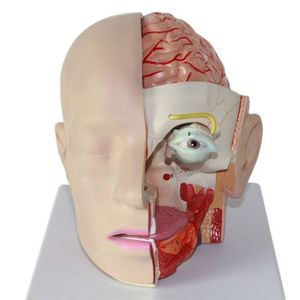 Modèle anatomique du cerveau humain de la structure de la tête humaine détachable et assemblage des vaisseaux sanguins tronc cérébral et nerfs - Product Image 2