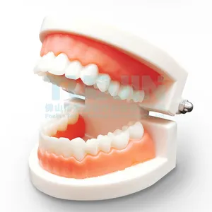 Modèle de dents Standard pour enfants, fournitures d'étude d'enseignement dentaire pour adultes, modèle de dents de démonstration Standard (sans dents de sagesse)